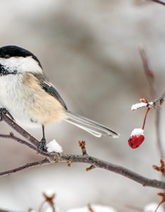 Little bird on a branch in the winter