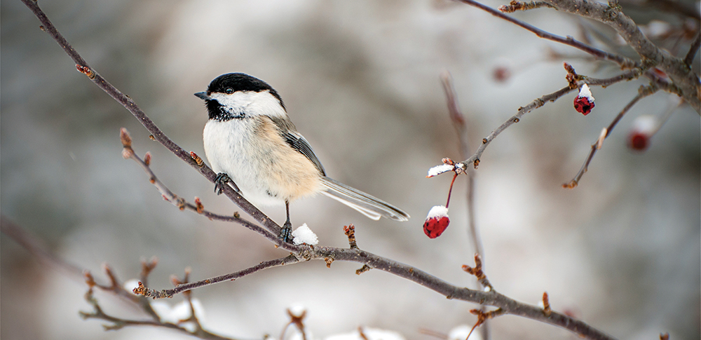 Little bird on a branch in the winter