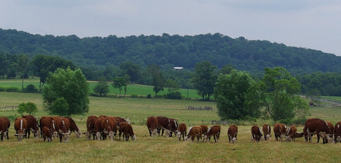 Cows lined up on farm