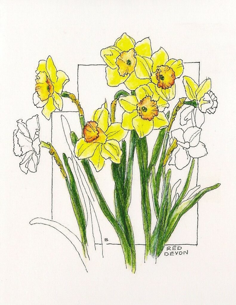 Daffodil artwork by Becky Brown